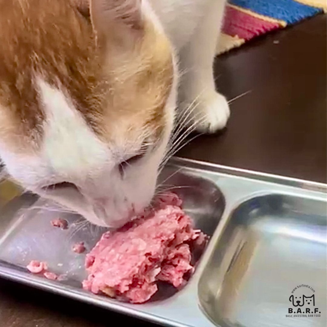 Multi Protein Cat Food