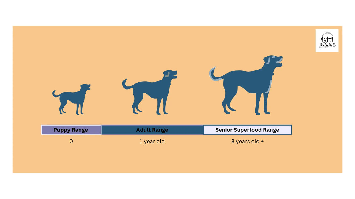 Three blue dog silhouettes show life stages: puppy (0 years), adult (1 year), and senior (8+ years). Below, a bar highlights Raw Dog Food – Whole Quail Recipe for Dogs by www.barfindia.com, a nutrient-rich 4kgs grain-free pack.