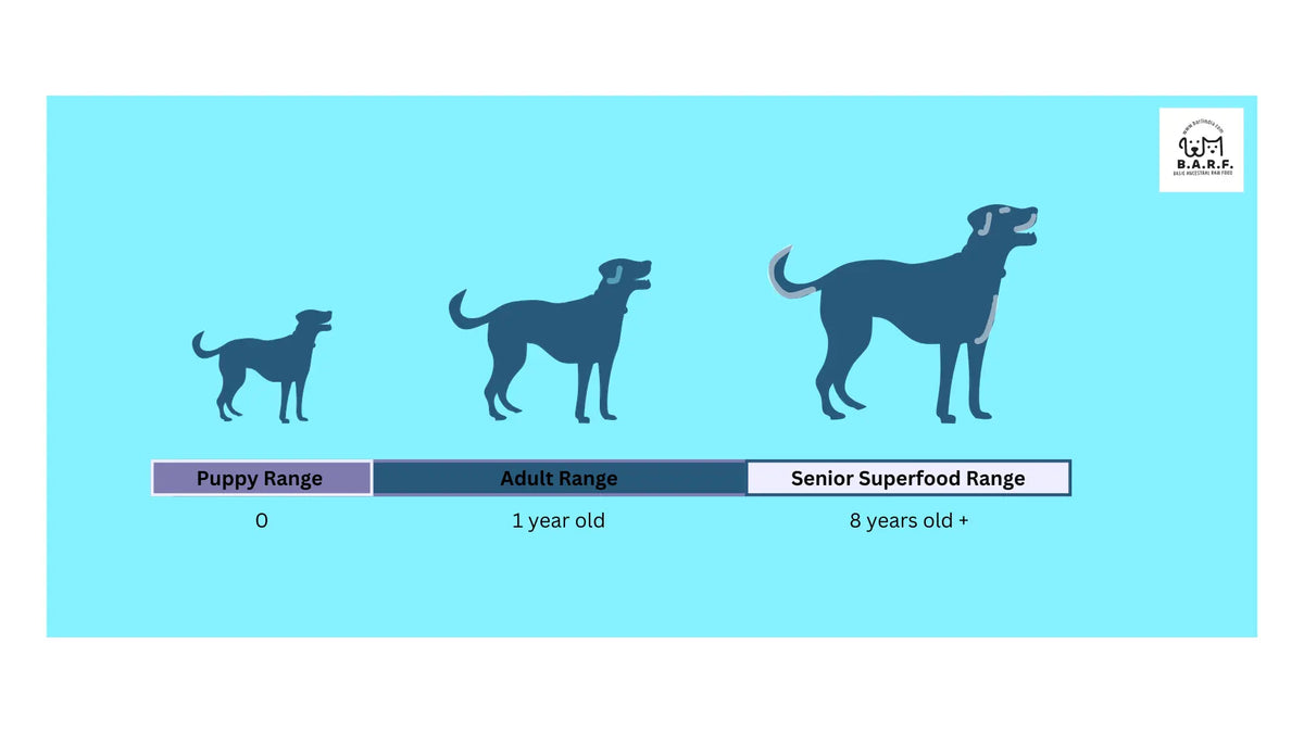 Silhouettes of three dogs labeled Puppy (0), Adult (1 year), and Senior (8+ years) on blue with the www.barfindia.com logo, showcasing our Lean & Hypoallergenic Pork Recipe raw dog food, 4kgs pack.