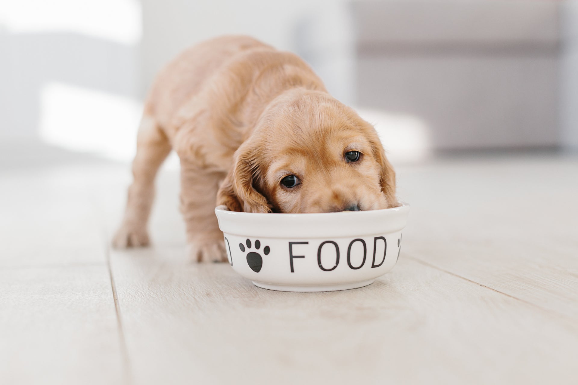 Load video: Best dog food