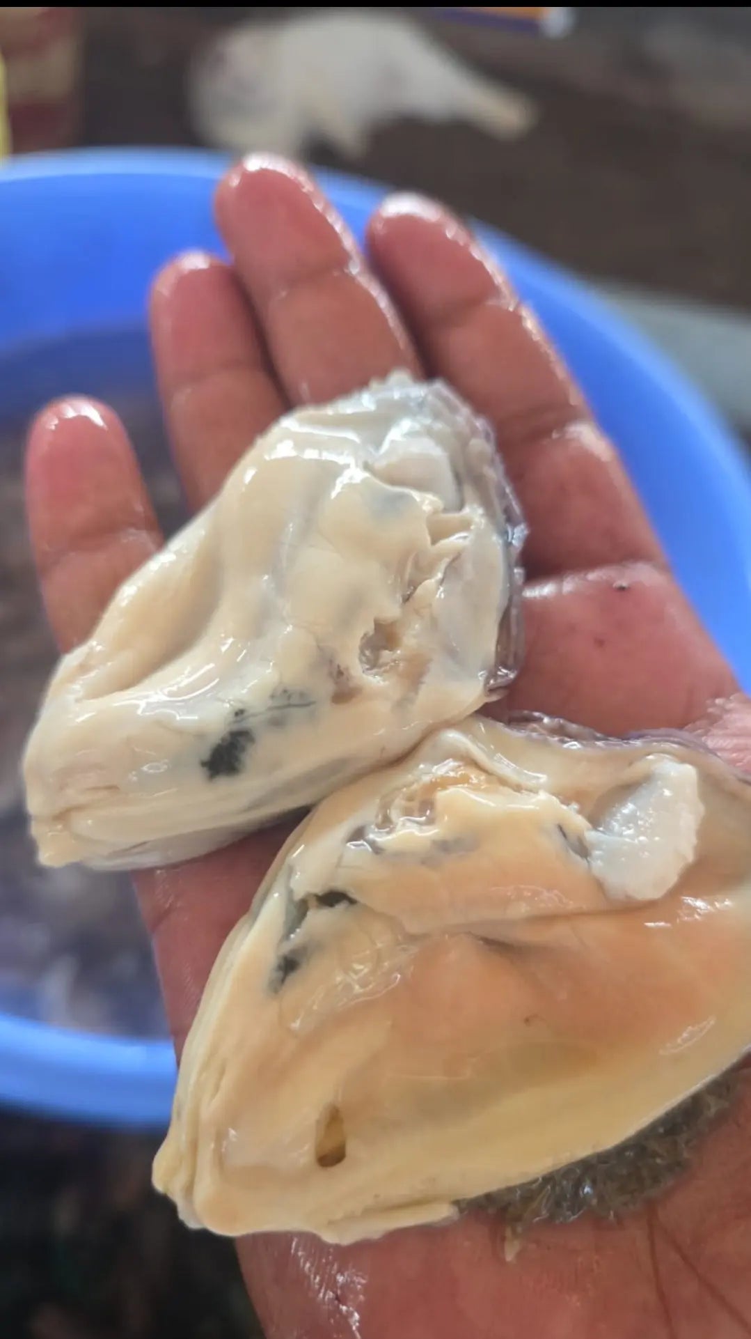 A close-up of a hand holding two freshly shucked oysters, their glistening look similar to www.barfindia.com’s Joint Health - Dehydrated Green Lipped Mussels - 60 gms, a natural supplement prized for supporting dogs’ joint health.