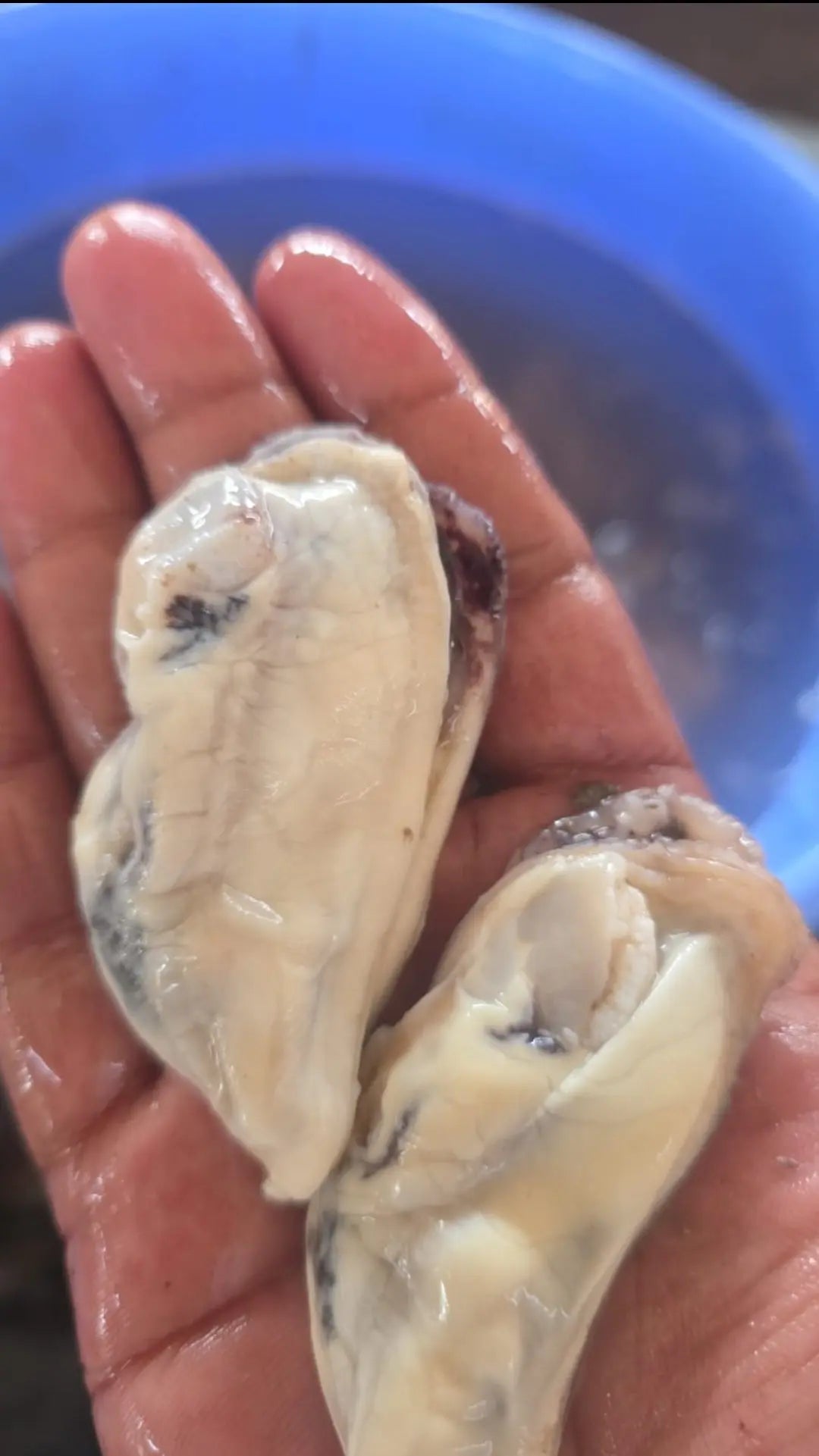 A close-up of a wet hand holding raw oysters with a blue bowl in the background, evoking the natural ingredients found in www.barfindia.com's Joint Health - Dehydrated Green Lipped Mussels (60g) for dog joint support.