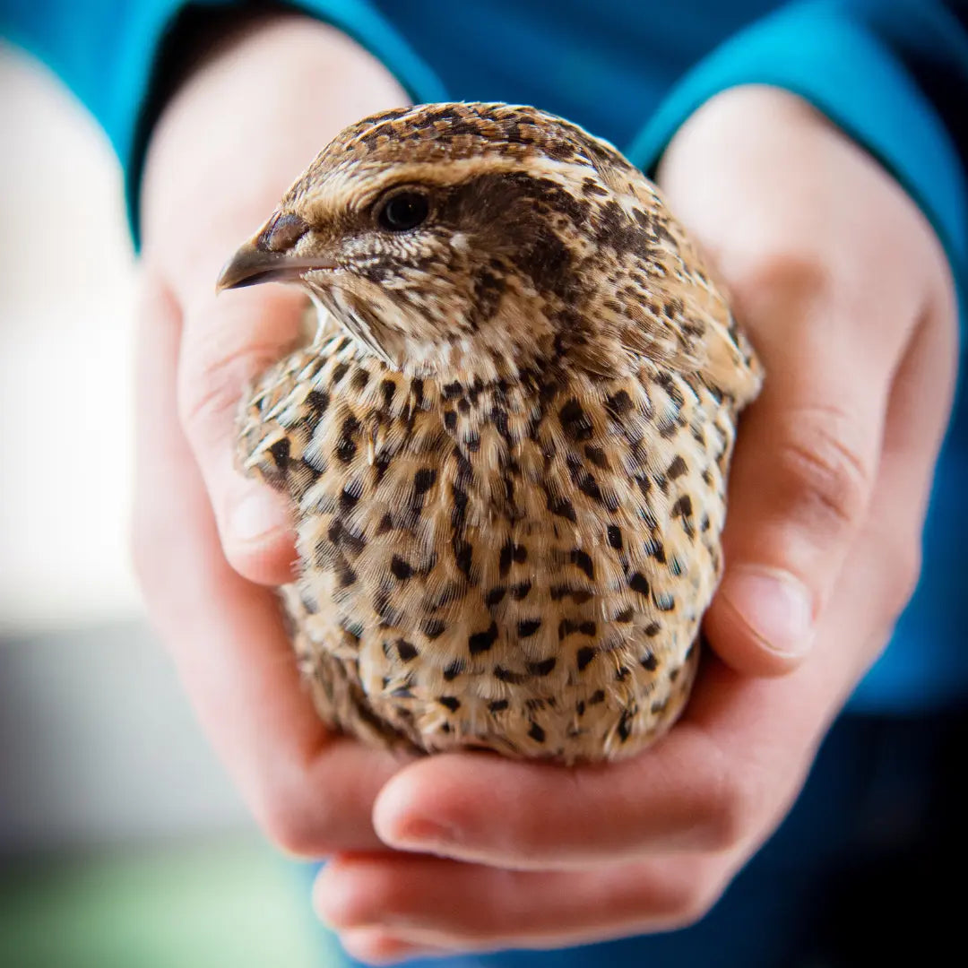 A person gently holds a small, speckled brown quail—ideal for your pet's diet. Try www.barfindia.com’s Raw Dog Food – Whole Quail Recipe for Dogs, a nutrient-rich 4kg pack.
